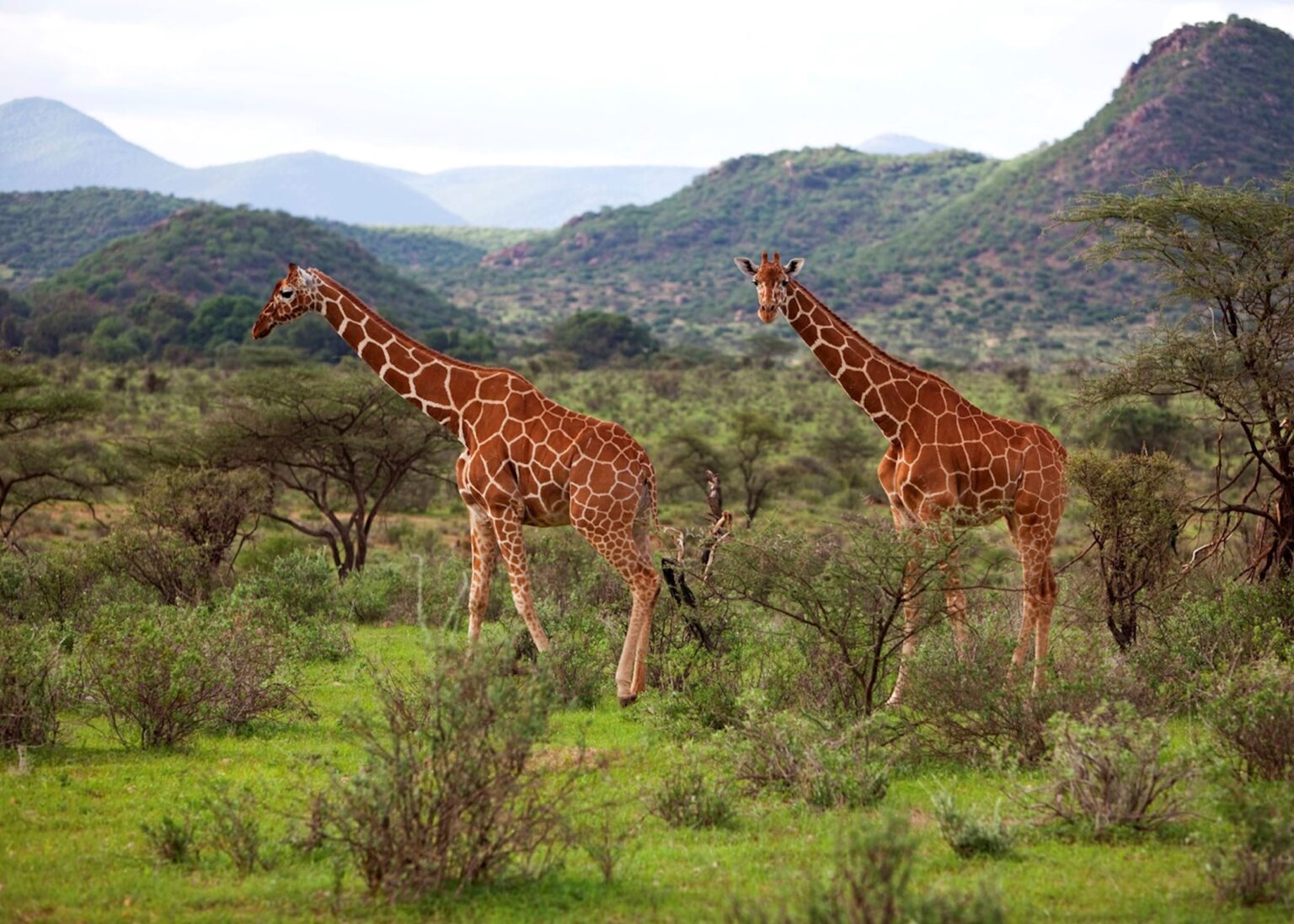Best Time to Visit Kenya for a Safari Experience
