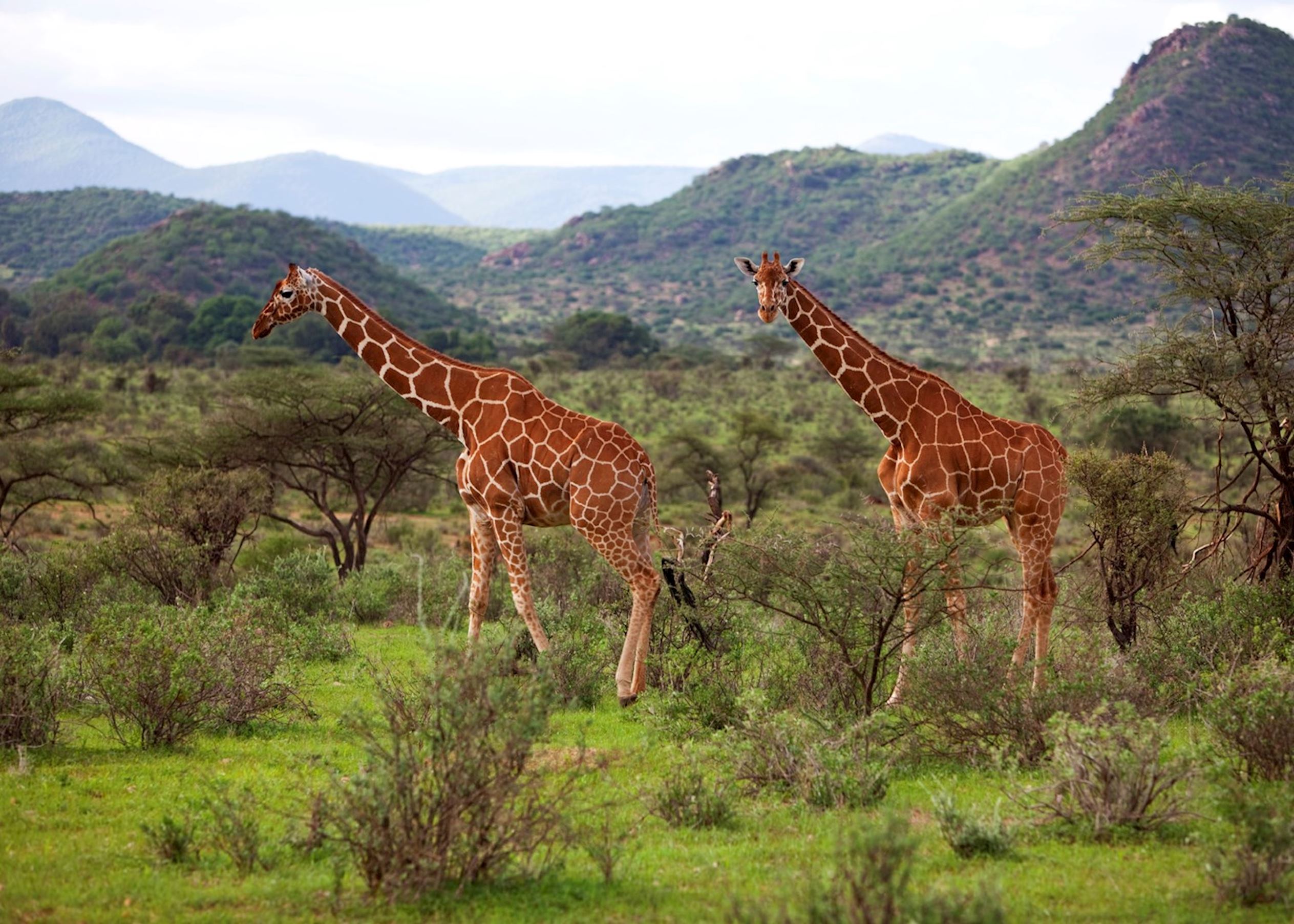 Best Time to Visit Kenya for a Safari Experience