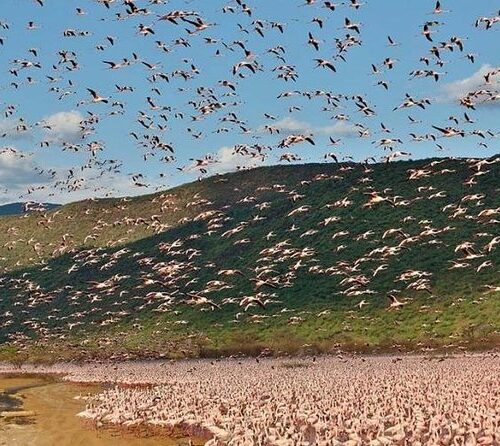 2 days Lake Elementaita 
