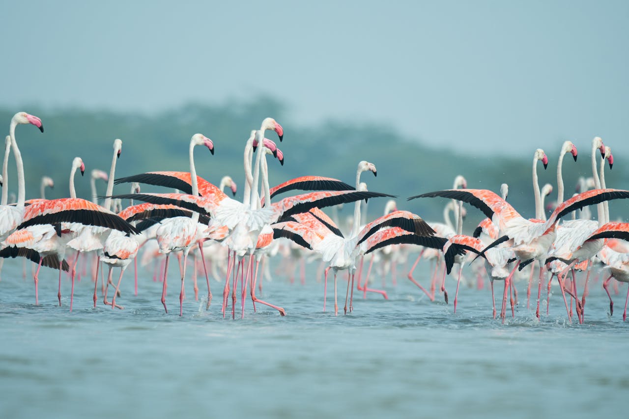 Top Safari Destinations in Kenya You Should Visit in 2026