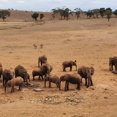 4 days Amboseli and Salt Lick