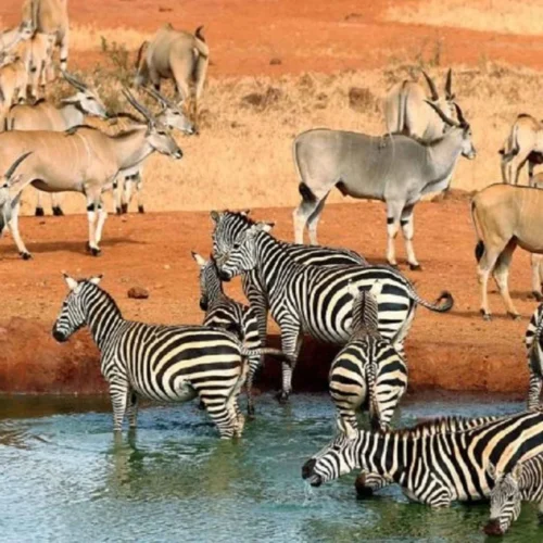 5 days Amboseli and Tsavo East