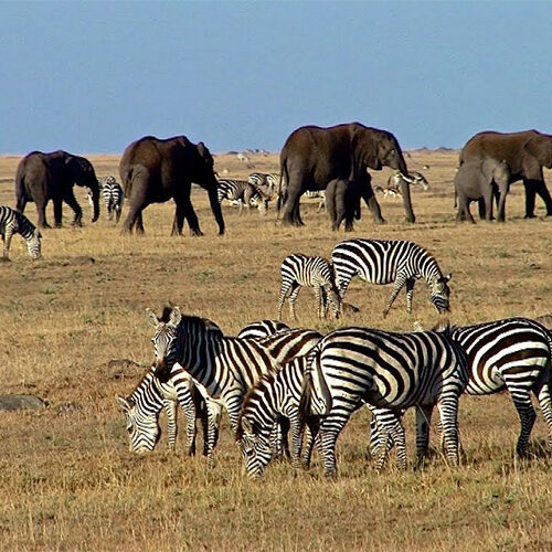 5 Days Maasai Mara, Lake Nakuru & Lake Naivasha Safari