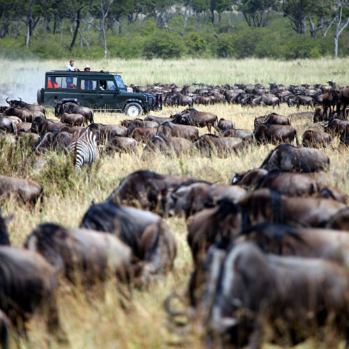 5 days Maasai Mara and Amboseli