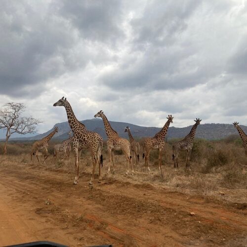 4 days Salt Lick and Tsavo East