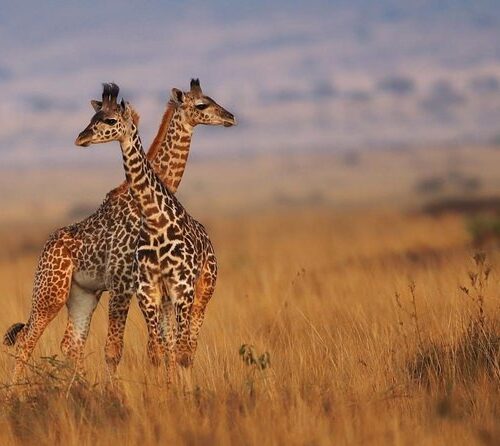 3 Days Maasai Mara