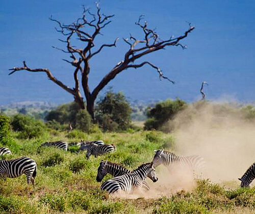 5 days Amboseli and Tsavo West