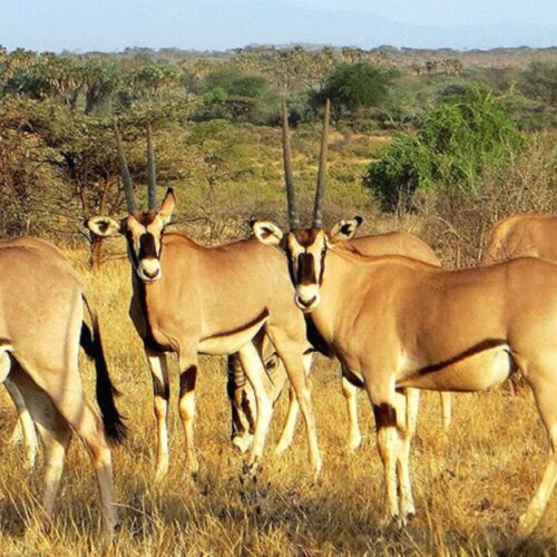 4 days Samburu and Sweetwaters