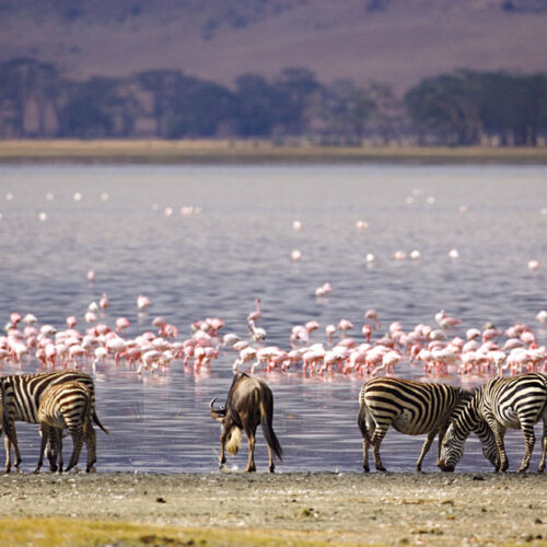 4 days Lake Naivasha, L Nakuru and Treetops Aberdares
