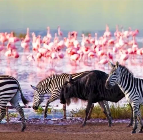 4 days Maasai Mara and Lake Nakuru