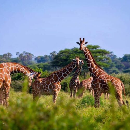 4 days Samburu and Aberdares