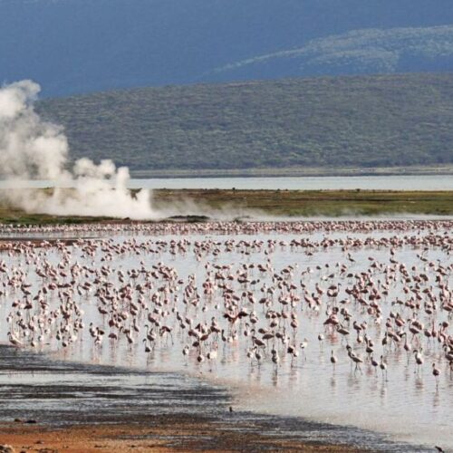 4 days Maasai Mara and Lake Bogoria