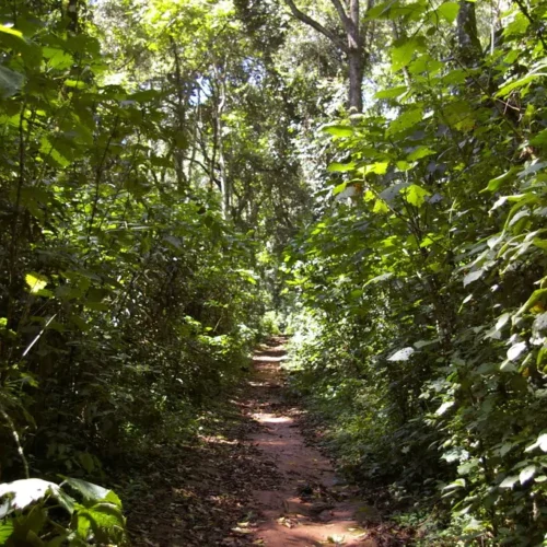 2 days Kakamega Forest