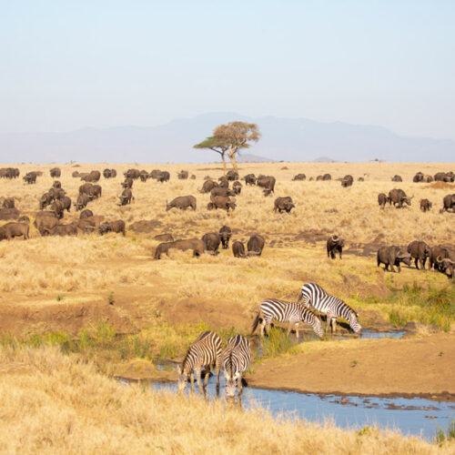 2 days Lewa conservancy