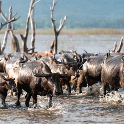 3 Days Lake Naivasha & Lake Nakuru