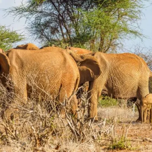 3 days Tsavo East