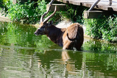 2 days Saiwa Swamp