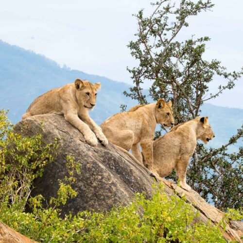 3 days Amboseli  and Tsavo west