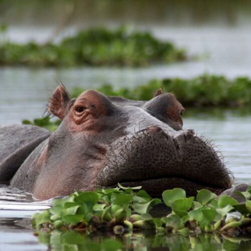 5 Days Maasai Mara, Lake Naivasha & Treetops Aberdares