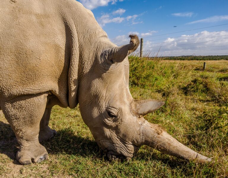 Bliss Tours and Travel Kenya-959088