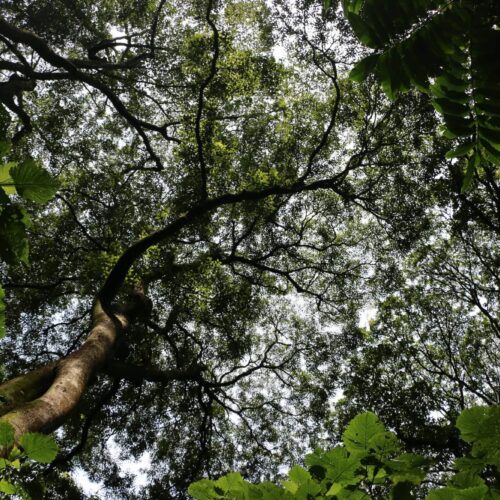 4 days Lake Victoria and Kakamega Forest