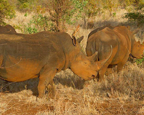 3 Days Meru National Park