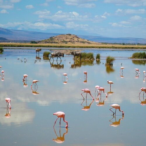 8 Days Lake Naivasha, Lake Nakuru, Maasai Mara, Amboseli & Salt Lick Safari