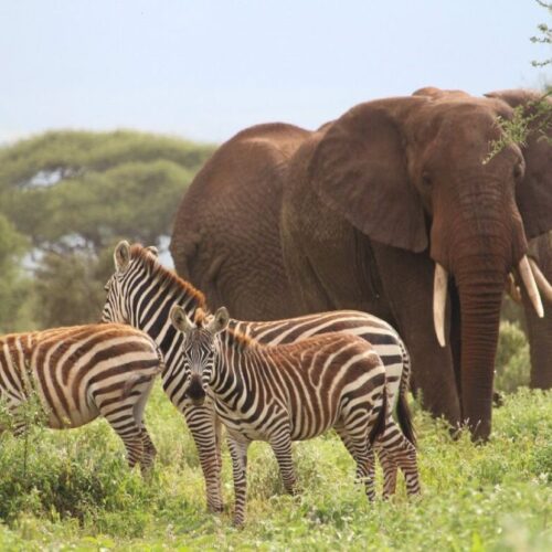 6 Days Amboseli, Tsavo West & Salt Lick Safari