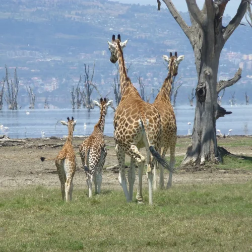 7 Days Amboseli, Maasai Mara, Lake Bogoria & Lake Nakuru Safari