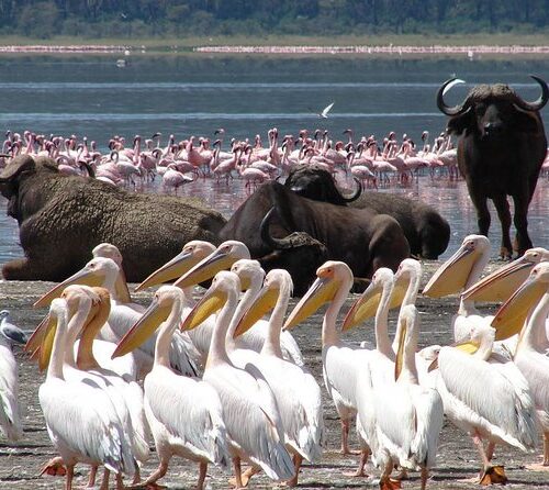 8 Days Maasai Mara, Lake Victoria, Kakamega Forest, Lake Bogoria, Lake Nakuru & Lake Naivasha Safari