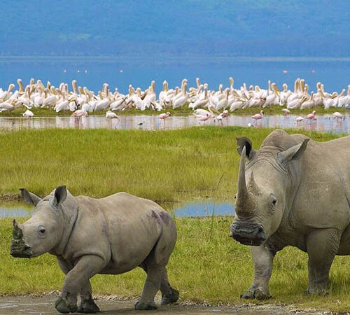 7 Days Meru, Sweetwaters, Lake Nakuru & Maasai Mara Safari