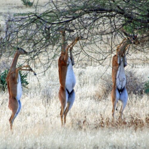 6 Days Maasai Mara, Lake Nakuru & Samburu Safari