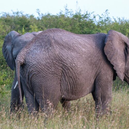7 Days Amboseli, Tsavo West & Tsavo East Safari