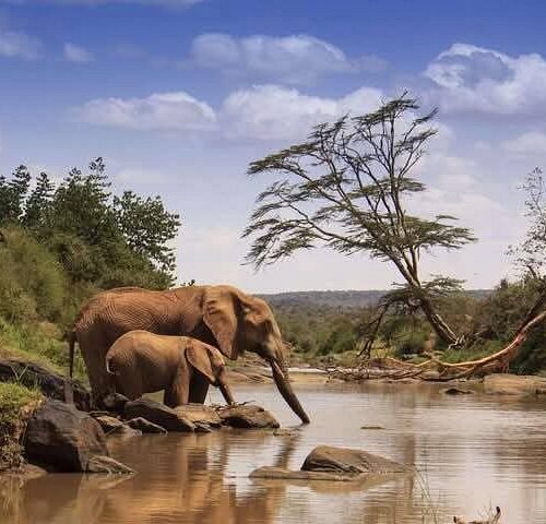 8 Days Meru, Samburu, Lake Nakuru & Maasai Mara Safari