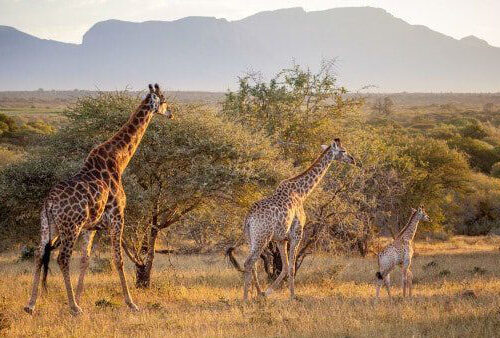 7 Days Aberdares, Lake Nakuru, Lake Naivasha, Salt Lick & Tsavo East Safari