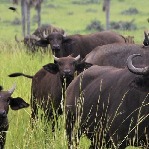 8 Days Meru, Samburu, Aberdares & Amboseli Safari