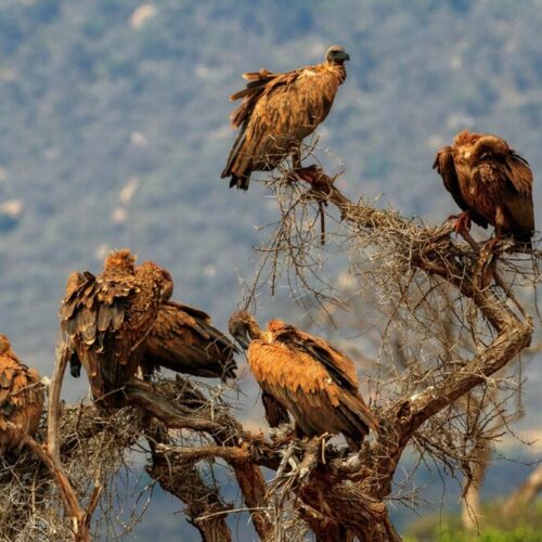 7 Days Maasai Mara, Amboseli & Tsavo East Safari