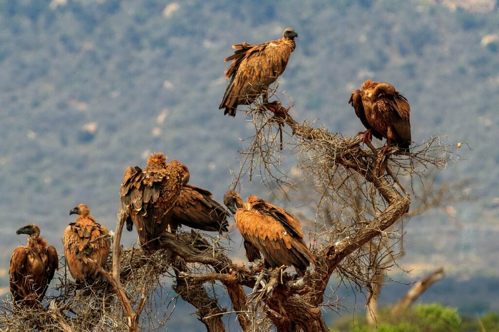 7 Days Maasai Mara, Amboseli & Tsavo East Safari