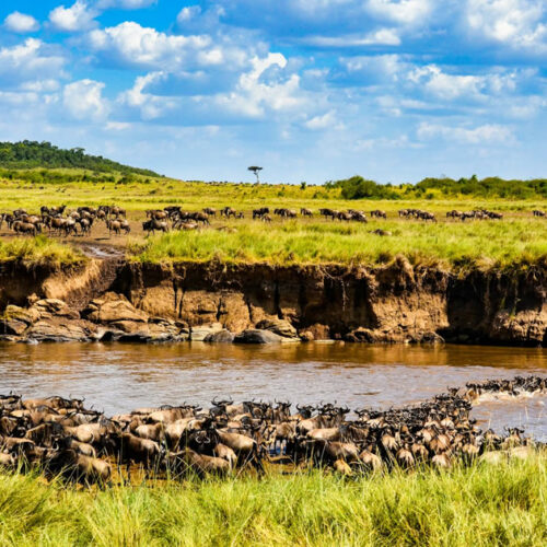 7 Days Maasai Mara, Lake Nakuru, Lake Naivasha & Tsavo West Safari