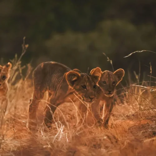 8 Days Sleeping Warrior, Soysambu, Lake Nakuru, Maasai Mara & Amboseli Safari