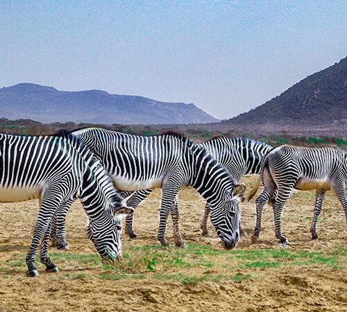 7 Days Samburu, Aberdares, Lake Nakuru & Maasai Mara Safari