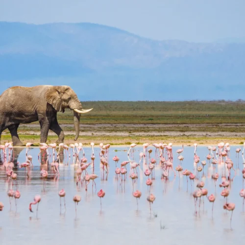 7 Days Lake Nakuru, Lake Bogoria, Maasai Mara & Amboseli Safari