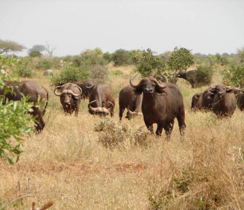 7 Days Maasai Mara, Lake Nakuru, Lake Naivasha & Amboseli Safari