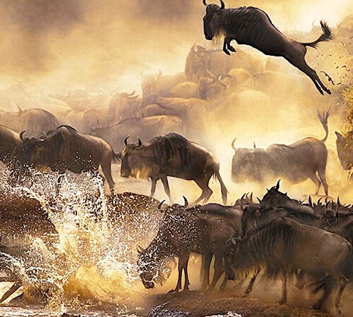 8 Days Meru, Aberdares, Lake Nakuru, Lake Bogoria & Maasai Mara Safari