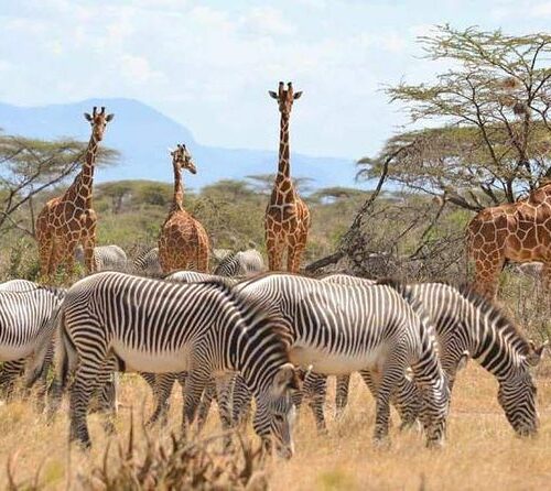 7 Days Maasai Mara, Lake Victoria, Kakamega Forest & Lake Nakuru Safari