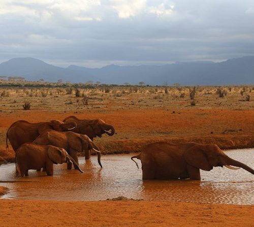 8 Days Tsavo East, Salt Lick, Amboseli & Maasai Mara Safari
