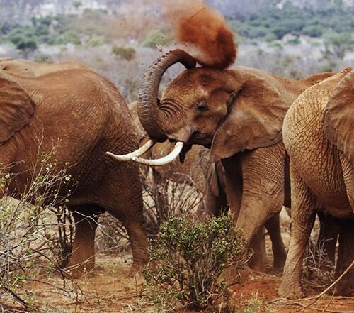 8 Days Tsavo East, Salt Lick, Amboseli, Lake Naivasha & Lake Nakuru Safari